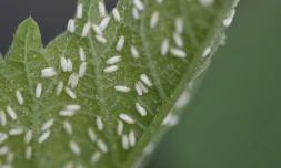 Un puceron résistant aux pesticides et porteur de virus dévastateurs pour les cultures a été trouvé pour la première fois dans la nature aux Etats-Unis