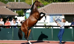 Un poulain pur sang est présenté au public, le 15 août 2016 à Deauville, lors des enchÚres de yearlings