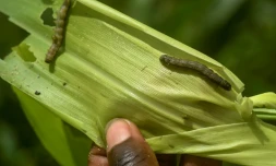 Des chenilles légionnaires attaquent un plant de maïs à Vihiga, à l'ouest de Nairobi, le 18 avril 2018 au Kenya