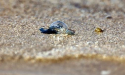 Une physalie, un invertébré marin très urticant, sur la plage d'Hendaye, dans les Pyrénées-Atlantiques, le 4 août 2025