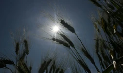 un nouvel épisode de canicule devrait toucher le sud de la France lundi avant de monter vers le nord mardi et mercredi