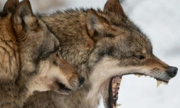 Des loups photographiés dans un parc animalier à Neuhaus en Allemagne, le 3 février 2019