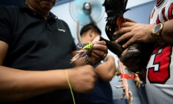 Sur cette photo prise le 5 juillet 2025, un amateur de combats de coqs attache un éperon à la patte d'un animal avant un combat de coq dans la province de Bulacan, une banlieue de Manille