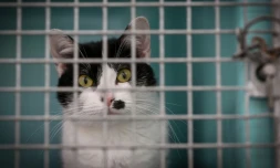 Un chat abandonné dans un refuge de la SPA à Chamarande, en France, le 29 juillet 2021