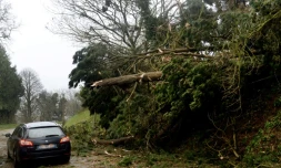 Un arbre arraché par le vent le 6 mars 2017 à Loperhet dans l'ouest de la France