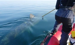 Sur cette image diffusée le 7 août 2018 par l'APECS (Association pour l'étude et la conservation des sélaciens), un scientifique tente de fixer une balise autour de l'aileron d'un requin pèlerin