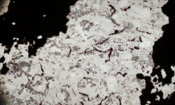 Les scientifiques ont mis en évidence ces microfossiles dans des couches de quartz du site géologique de la ceinture Nuvvuagittuq, au nord-est du Québec (Canada). 