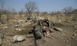 La carcasse d'un rhinocéros blanc abattu par des braconniers pour récupérer ses cornes, dans le parc national Kruger, en Afrique du Sud, le 21 août 2018. 