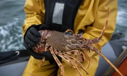 Une langouste équipée d'un émetteur acoustique dans le cadre d'un projet scientifique, le 13 décembre 2022 à Perros-Guirec, dans les Côtes d'Armor