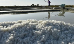 Récolte de la fleur de sel de Guérande, le 16 août 2016 dans les salines de Batz-sur-Mer (Loire-Atlantique)