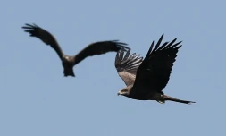 Des rapaces migrent par le "goulot dâĂ©tranglement de Batoumi", formĂ© par la mer Noire et les montagnes du Caucase, le 23 septembre 2026 Ă Sakhalvasho, en GĂ©orgie