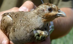 La perdrix fait partie des oiseaux qui se raréfient dans les campagnes, selon le CNRS et le Museum d'histoire naturelle