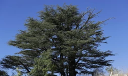 Un cèdre dans la forêt de Tannourine, le 30 octobre 2018 au Liban