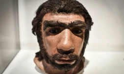 Une pièce exposée en mars 2018 au musée de l'Homme de Paris représentant un homme de Néandertal