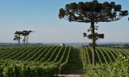 Le vignoble de la Familia Geisse à Pinto Bandeira, dans le sud du Brésil, le 3 décembre 2019