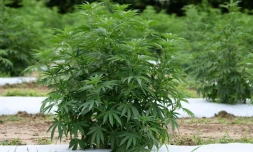 Des plants de chanvre à Stanley, en Virginie, le 6 août 2020