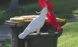 Un cacatoès à huppe jaune ouvre une poubelle à Sydney en Australie, sur une photo transmise à l'AFP le 20 juillet 2021