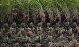 Une rizière à Kazo au Japon, le 31 août 2018