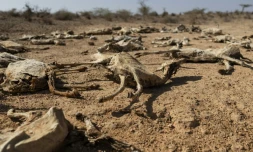 Des carcasses de chÚvres dans le nord-est du Kenya, frappé par la sécheresse, le 21 janvier 2026