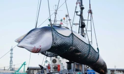 Une baleine est chargée par une grue dans le port de Kushiro, le 4 septembre 2017.