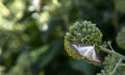 Pyrale du Buis dans les jardins du chĂąteau de Grignan dans le sud-est le 7 septembre 2016