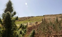 Un plant de cannabis avec en arrière plan un vignoble, dans la vallée de la Bekaa, au Liban, le 3 octobre 2017