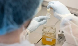 Une chercheuse procède à un test ADN sur un échantillon de miel dans le laboratoire de l'entreprise Sinsoma, le 19 mars 2025 à Voels, en Autriche