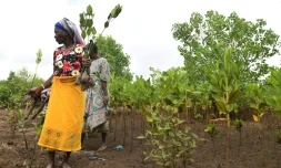 Des femmes de l'organisation de conservation et de développement de la riviÚre Sabaki (SARICODA) tiennent des plants de mangrove pour les planter à Malindi, au Kenya le 10 février 2022.