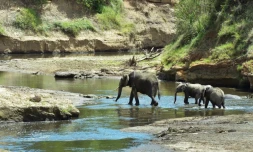 Une famille d'éléphants travers la rivière Mara, au Kénya, le 13 février 2017 
