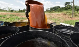 Une femme remplit des barils d'huile de palme en Côte d'Ivoire