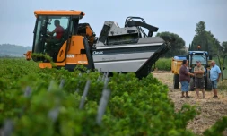 Alain Gleyzes, viticulteur à La Palme (Aude), a commencé à récolter un raisin muscat petit grain le 30 juillet 2026