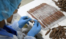 Une employée emballe des anchois dans une usine de Durrës, le 28 mars 2020 en Albanie