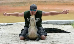 En Floride, de nombreux site d'élevages offrent des spectacles d'alligators, animal emblématique de cet Etat américain, comme ici le 24 juin 2016 à Homestead