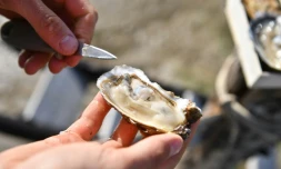 La société So'ooh est capable de produire plus d'une tonne d'hußtres parfumées par jour