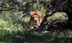 Un lion dans un enclos de la réserve de Jerash (Jordanie), le 10 avril 2019