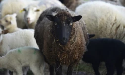 Le département des Hautes-Alpes est confronté à une épidémie animale de fièvre charbonneuse