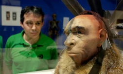 Un visiteur regarde une reconstitution scientifique du visage d'un homme de Néandertal, au Musée de l'évolution humaine de Burgos le 10 juin 2014