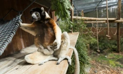 Poppy, maman d'un propithèque couronné (Propithecus coronatus) de la famille des lémuriens né mi-février, allaite son bébé, le 5 mars 2019 au parc zoologique de Mulhouse