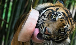 Un tigre lèche un glaçon à base de viande pour se rafraîchir au zoo de Rome, le 28 juin 2022, en pleine canicule 
