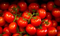 Seuls 20% des consomateurs jugent agréable ou très bon le goût des tomates vendues en grandes surfaces