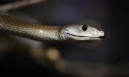 Serpent mamba noir (Dendroaspis polylepis) installé le 5 octobre 2018 au Palais de la découverte