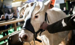 La vache Idéale, égérie du Salon de l'agriculture, le 21 février 2020 à la Porte de Versailles, à Paris
