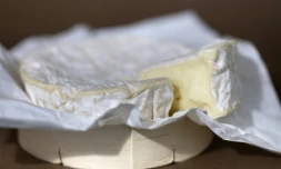Un camembert à Quimper le 13 août 2025