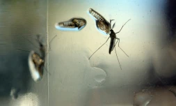 Un moustique Aedes, vecteur du Zika, photographié dans un laboratoire de recherche à Salvador, le 7 février 2016