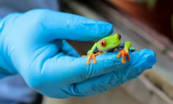Yesenia Talavera montre une grenouille aux yeux rouges (Agalychnis callidryas) dans l'élevage d'animaux exotiques Exotic Fauna, situé près de Managua, le 27 juin 2022 