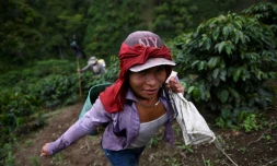 Erika Aisama, une femme transgenre de l'ethnie des Emberas Chami, travaille dans une plantation de cafĂ© oĂč elle a trouvĂ© refuge Ă Santurio en Colombie, le 10 mai 2019