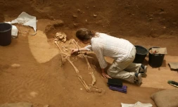 Des archéologues extraient des squelettes d'un cimetière philistin, le premier jamais trouvé, à Ashkelon en Israël, le 28 juin 2016