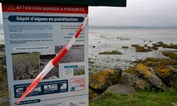 Une pancarte avertit du danger des dépôts d'algues en putréfaction à l'entrée d'une plage dont l'accès est fermé, le 18 janvier 2022 à Hillion, près de Saint-Brieuc