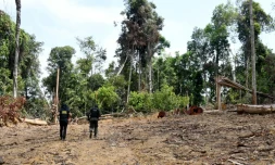 Des responsables de l'Ătat du Para inspectent une zone dĂ©boisĂ©e illĂ©galement dans la forĂȘt amazonienne, Ă Pacaja, le 22 septembre 2021 au BrĂ©sil