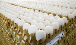 Plusieurs perquisitions sont en cours en Belgique dans le cadre de l'enquête des oeufs contaminés